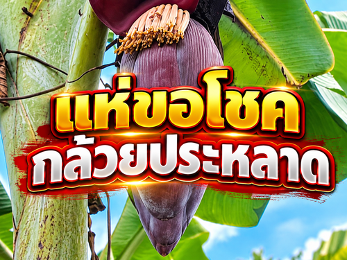 แห่ขอโชค "กล้วยประหลาด" เครือยาวกว่าเมตร-เลขเด็ดโผล่กลางปลี